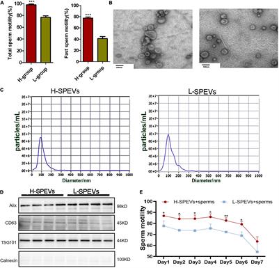 MicroRNA-222 Transferred From Semen Extracellular Vesicles Inhibits Sperm Apoptosis by Targeting BCL2L11